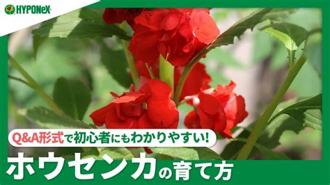 ホウセンカ 摘心|ホウセンカの育て方！基本情報からトラブルの対処法。